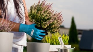 Niebieskie rękawice ogrodowe na dłoniach przy sadzonkach